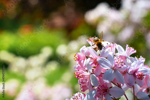 Pszczoła w kwiatach, wiosna, słoneczny dzień, owad, zbieranie pyłku, ogród