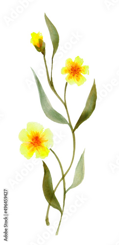 yellow flower watercolor on white background