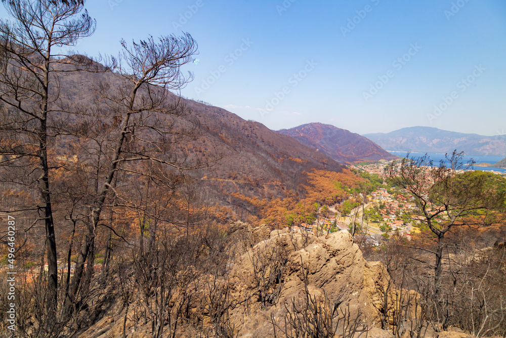 Trees burnt in forest fires of July 2021 in Marmaris resort town of Turkey.