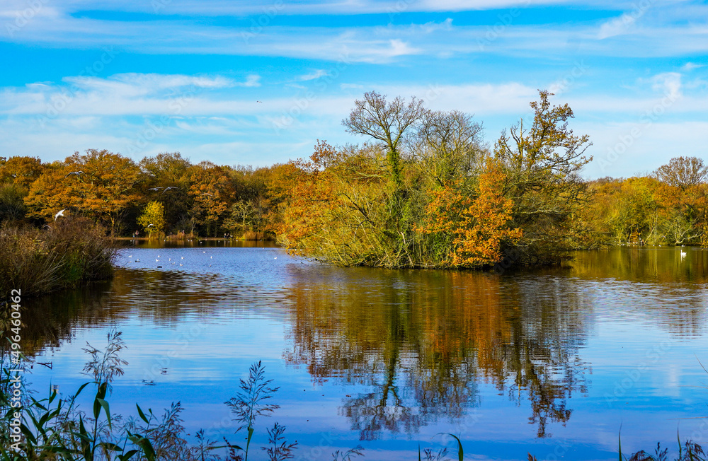 autumn trees reflected in water