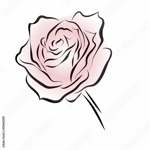 One rose flower. Vector illustration