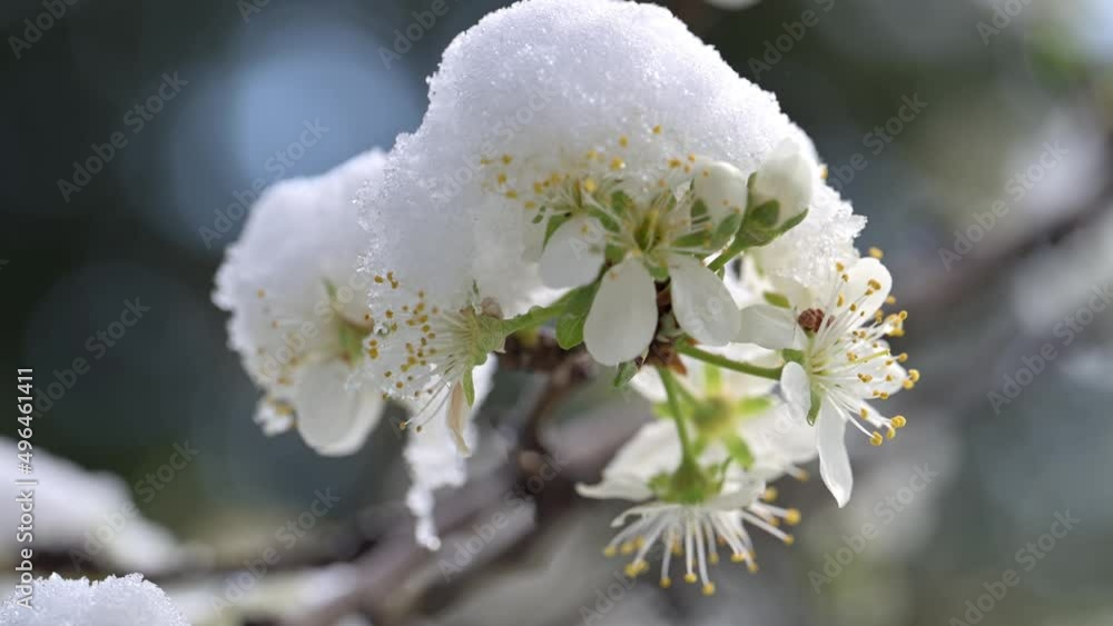 neve primaverile su piante in fiore neve primaverile su piante in fiore