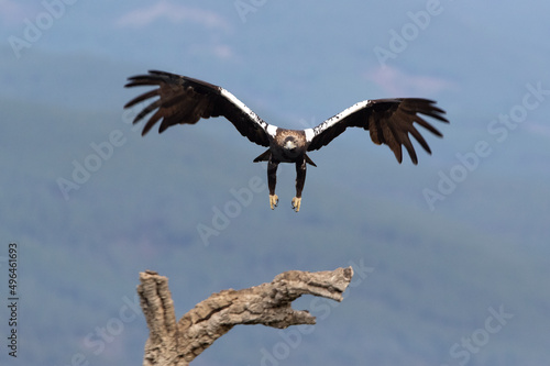 Adult female Spanish Imperial Eagle flying in a Mediterranean forest with the first light of day on a cold December day