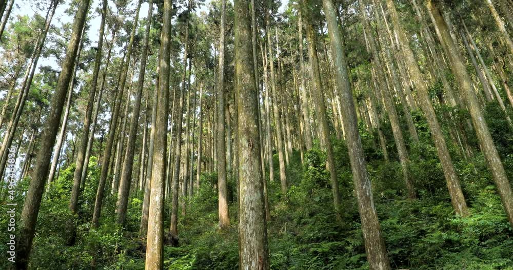 Towering spruce trees in a forest recreation area in a national park Towering spruce trees in a forest recreation area in a national park