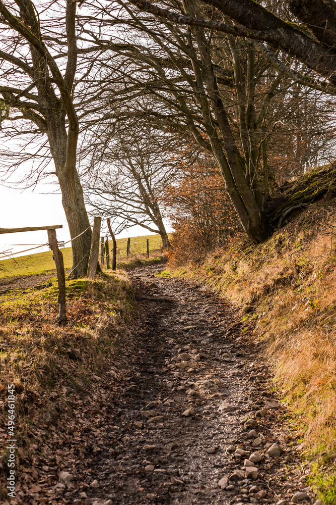 A winter deeply cut hollow way with trees leads up a hill in back light A winter deeply cut hollow way with trees leads up a hill in back light