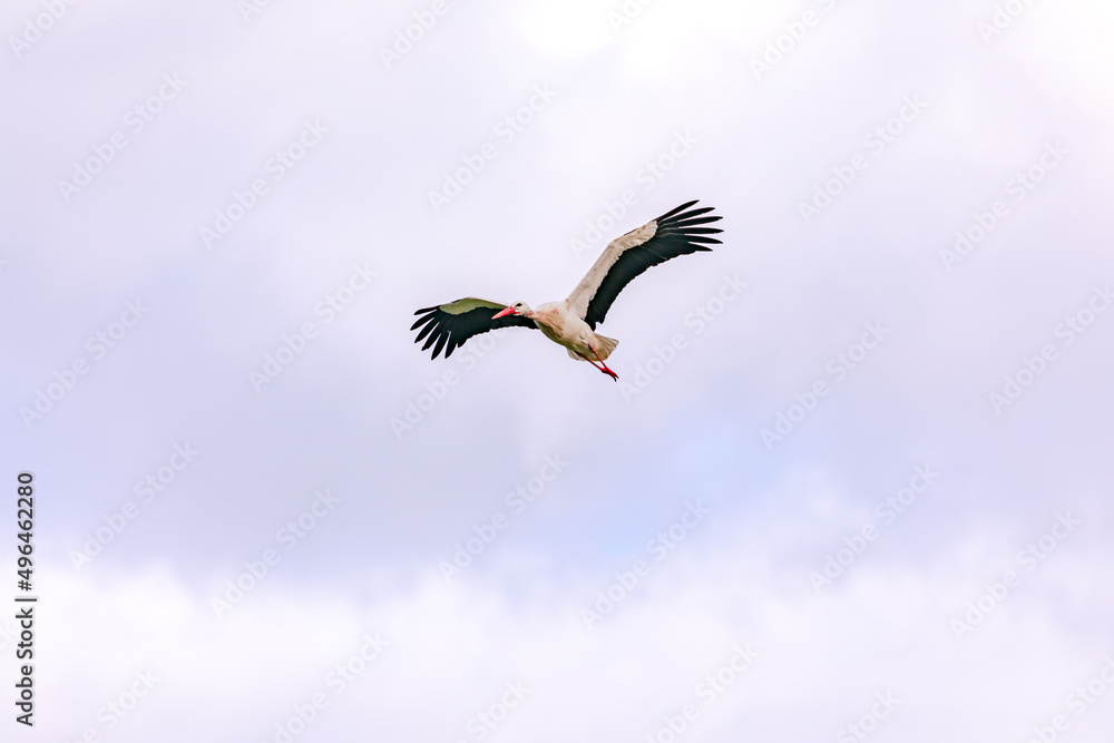 Obraz premium Close up of a stork flapping its wings on a cloudy day