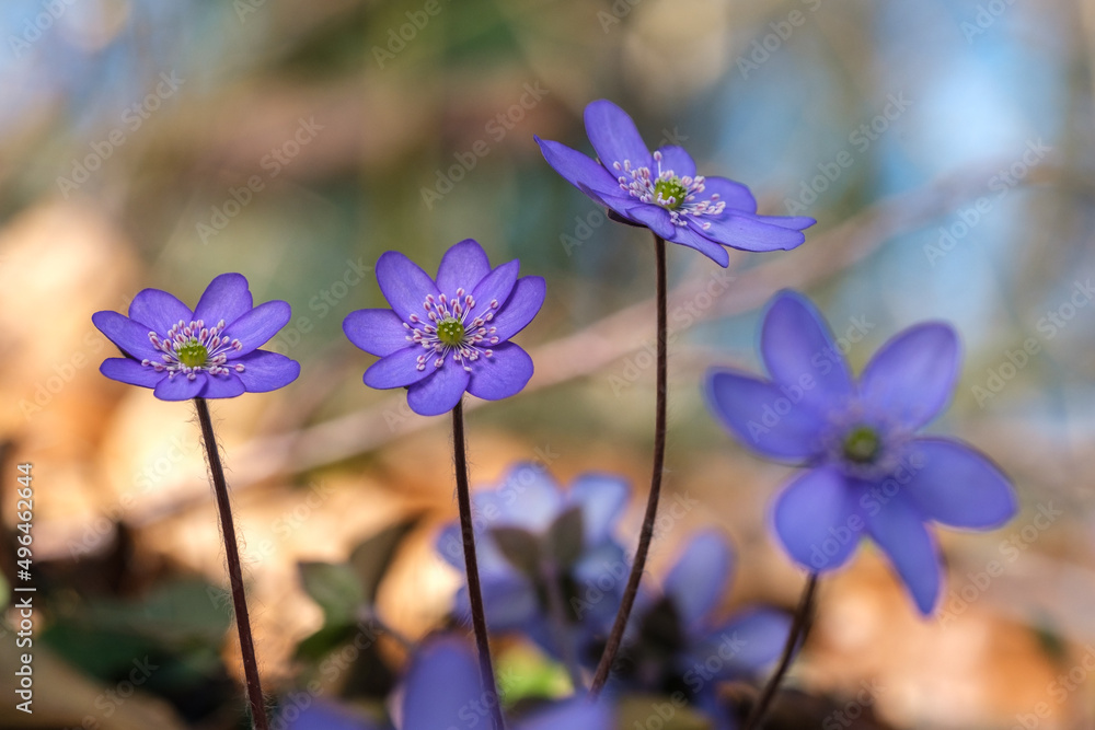 Leberblümchen Leberblümchen