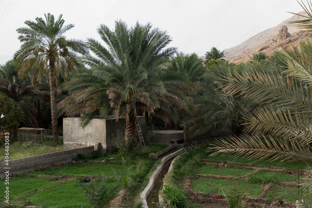 A farm in the middle of a falaj in a village in Nizwa , Oman A farm in the middle of a falaj in a village in Nizwa , Oman