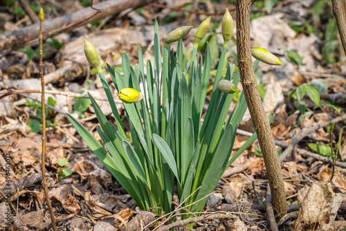 Wild daffodils in the forest