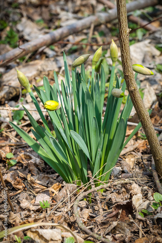 Wild daffodils in the forest