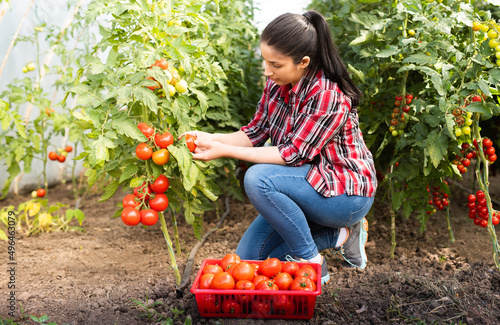 Woman picking fresh tomatoes in greenhouse © Dusan Kostic