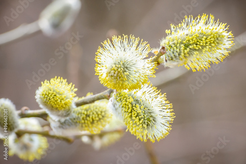 Willow branch with catkins © alex_v_t
