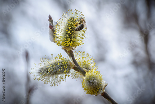 Willow branch with catkins and bee