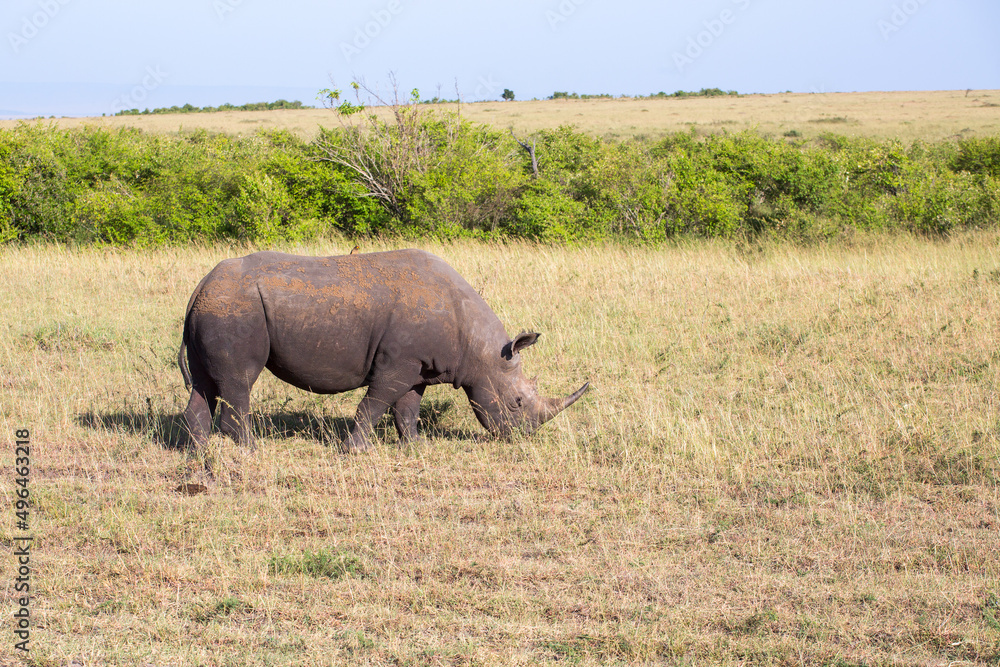 Black rhinoceros in the african savanna landscape Black rhinoceros in the african savanna landscape