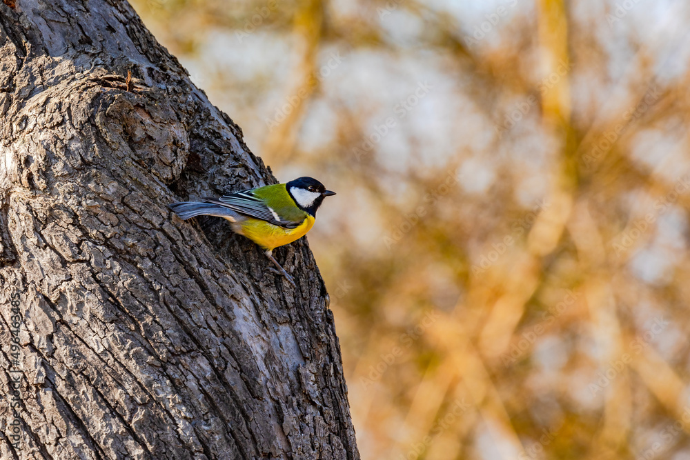 Eine farbenfrohe Kohlmeise freigestellt an einem Baum in der freien Natur im Frühling, Deutschland Eine farbenfrohe Kohlmeise freigestellt an einem Baum in der freien Natur im Frühling, Deutschland