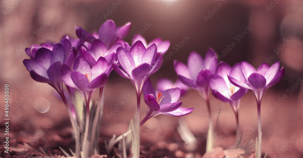 Krokusy wiosenne fioletowe kwiaty - obrazy, fototapety, plakaty 