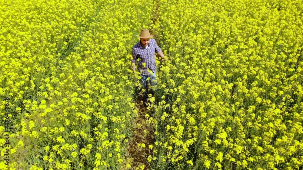 Farmer in Hat Walking in Blooming Rapeseed Field and Examining Crop. Aerial View Man Walking Through Rapeseed Field. Agronomist Farmer Inspecting Canola Field. Small Business Agribusiness. Farmer in Hat Walking in Blooming Rapeseed Field and Examining Crop. Aerial View Man Walking Through Rapeseed Field. Agronomist Farmer Inspecting Canola Field. Small Business Agribusiness.