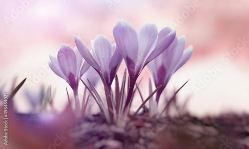Wiosenne kwiaty Krokusy