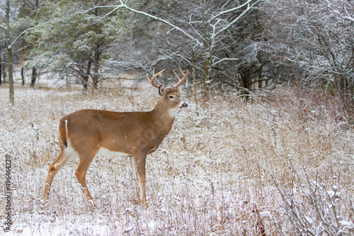 Fototapeta Naklejka Na Ścianę i Meble -  White-tailed deer buck standing in the winter snow in Canada