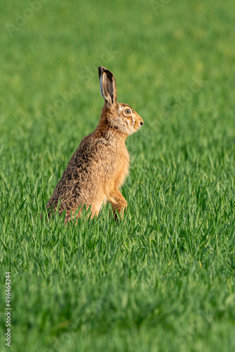 Brown hare in the green field in spring. © Ralph