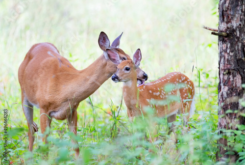 Fototapeta White-tailed deer fawn and doe share a tender moment in the forest in Ottawa, Ca