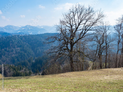 Beautiful landscape in the hills around Zurich, Switzerland, with view into the Alps.