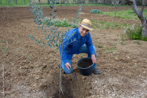 Smiling farmer in an agricultural field covering a newly planted olive tree with soil © gianni