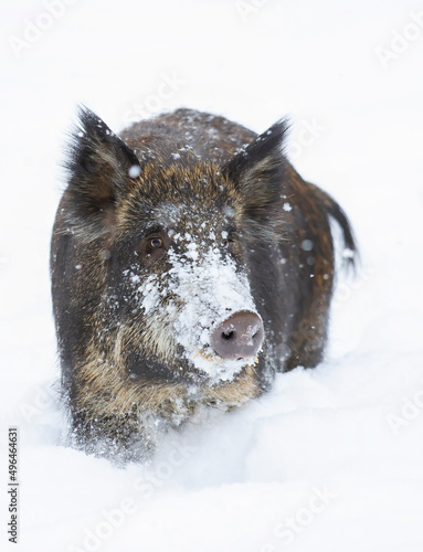 Wild boar isolated on white background standing in the winter snow in Canada © Jim Cumming