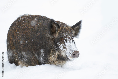 Wild boar isolated on white background standing in the winter snow in Canada