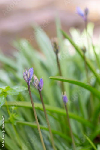 Lilac-colored wildflowers on a background of green grass sprouts. Vertical image. Background on the theme of spring flowering.