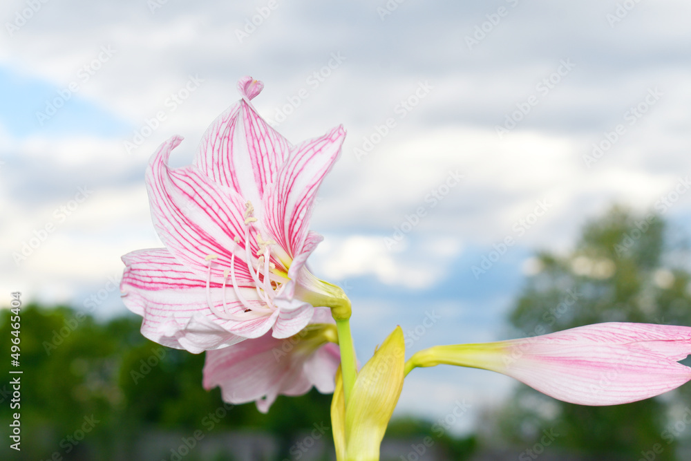 Fototapeta premium pink flower against sky