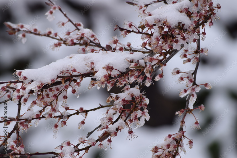 Snow on Ornamental cherry blossom