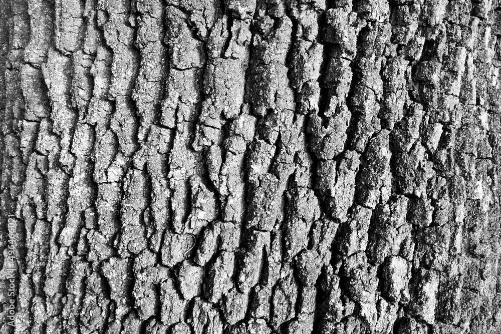 Tree bark surface texture. Black and white tree skin background, close-up. Natural bark. Relief texture of tree trunk for publication, screensaver, wallpaper, postcard, poster, banner, cover Tree bark surface texture. Black and white tree skin background, close-up. Natural bark. Relief texture of tree trunk for publication, screensaver, wallpaper, postcard, poster, banner, cover