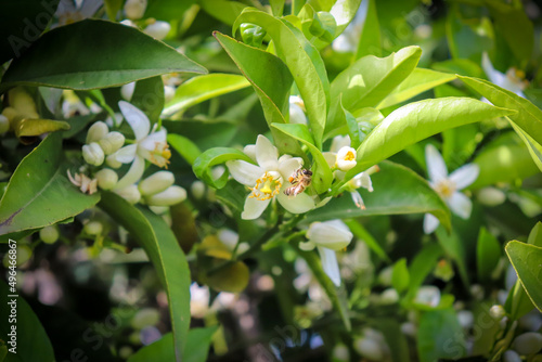 Bee around orange flowers. The orange blossom on the branch of the tree opens new buds.