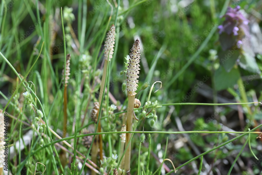 Field horse tail. Equisetaceae perennial plants. Used for food and medicinal purposes. Field horse tail. Equisetaceae perennial plants. Used for food and medicinal purposes.