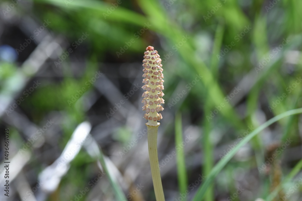Field horse tail. Equisetaceae perennial plants. Used for food and medicinal purposes. Field horse tail. Equisetaceae perennial plants. Used for food and medicinal purposes.