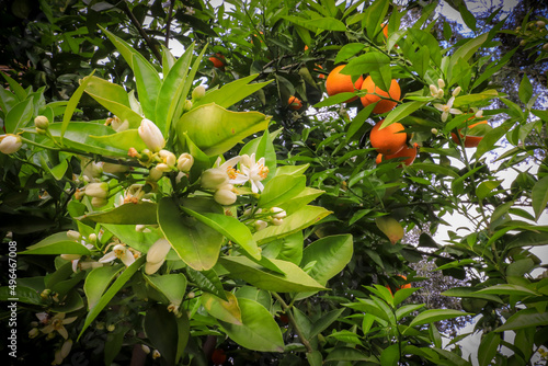 Orange blossom neroli with orange fruits and green leaves in background. Ripe fruit hanging on branch.