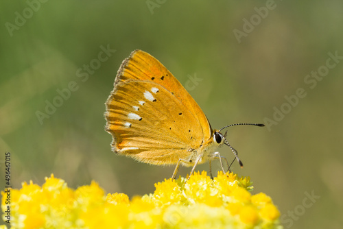 Motyl czerwończyk dukacik na żółtych kwiatkach