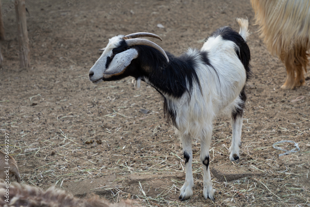Obraz premium Goats on a farm in Nizwa 