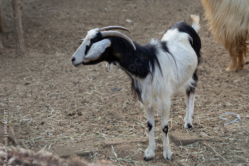 Goats on a farm in Nizwa 