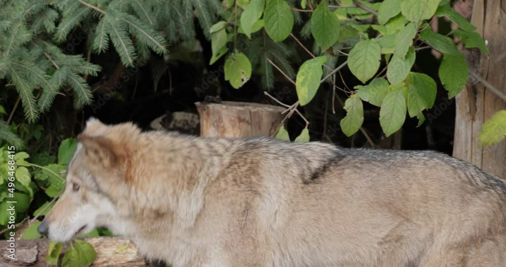 Vid o Stock Wolf Canis Lupus Also Known As The Gray Wolf Is The vid-o-stock-wolf-canis-lupus-also-known-as-the-gray-wolf-is-the