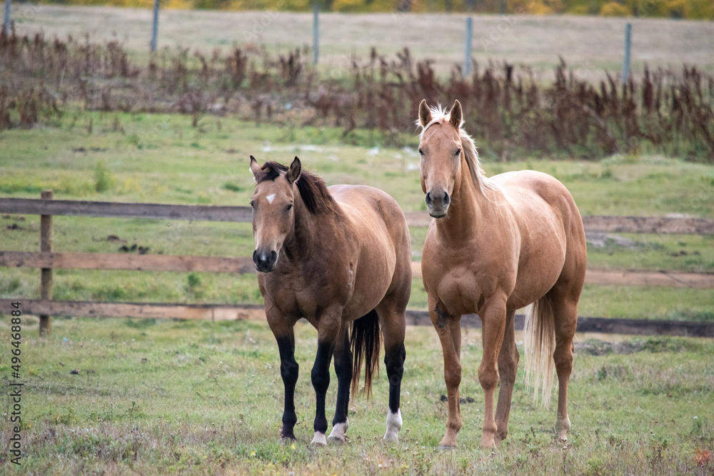 Fototapeta premium Horses out to pasture in rural Saskatchewan, Canada