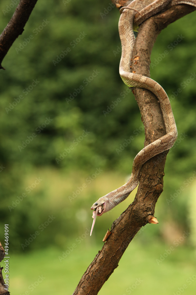 The Corn snake (Pantherophis guttatus or Elaphe guttata) hanging from the branch.