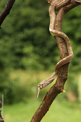The Corn snake (Pantherophis guttatus or Elaphe guttata) hanging from the branch.