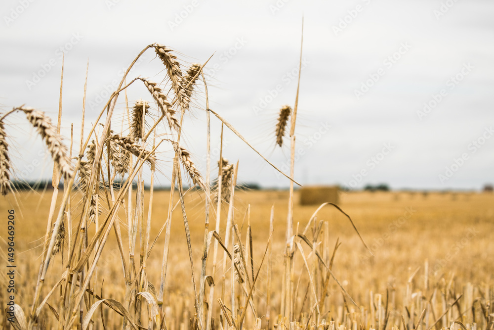 Obraz premium field of wheat