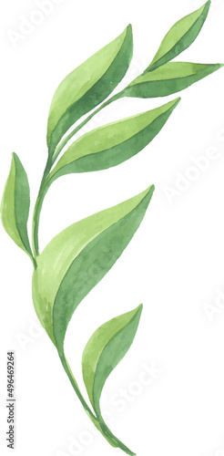 Decorative Watercolor Floral Element