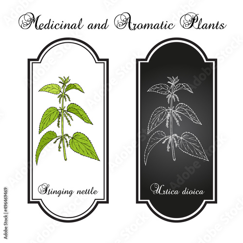 Stinging nettle, Urtica dioica, medicinal plant