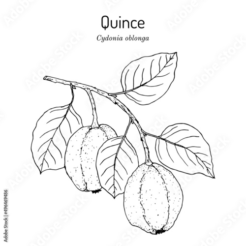 Quince Cydonia oblonga fruit tree branch