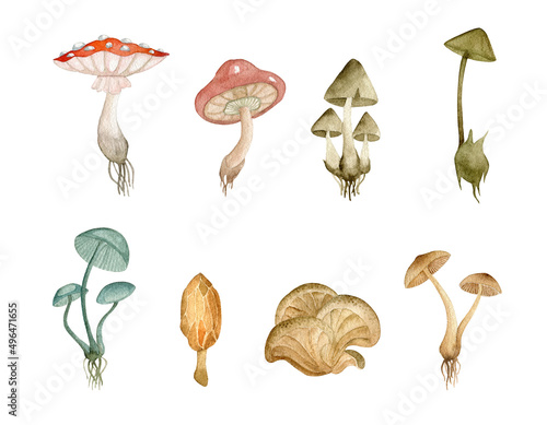Poisonous mushrooms. Watercolor hand drawn