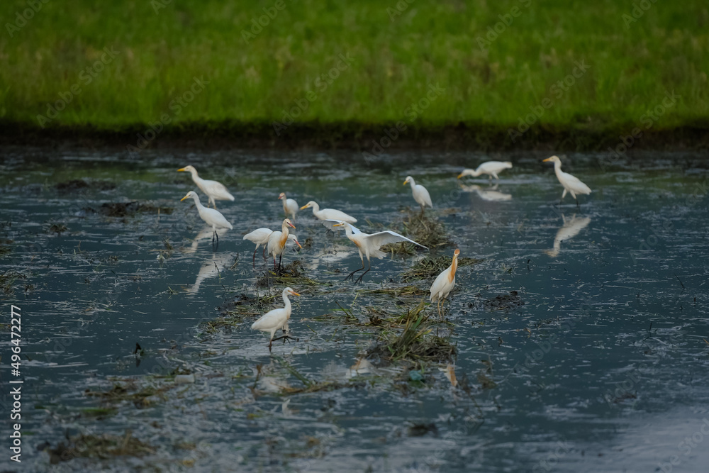 White egret in the rice field